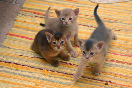 Abyssinian Kittens Pictures