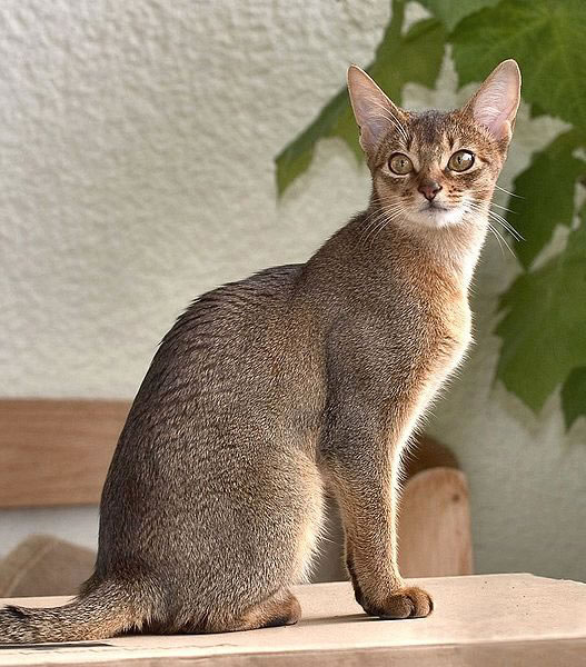 Abyssinian Pictures