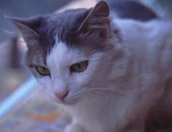 Aegean Cat Pictures
