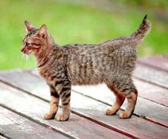 American Bobtail Pictures