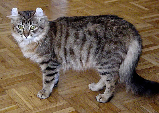American Curl Pictures