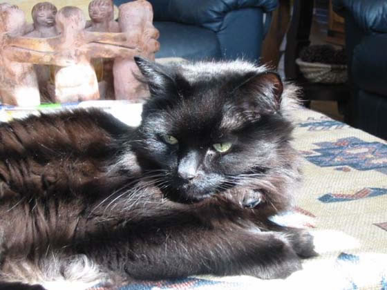 American Longhair Pictures