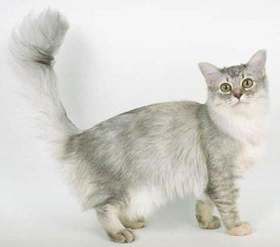 Asian Semi Longhair Pictures