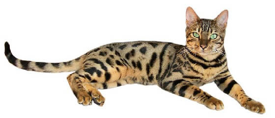 Bengal Pictures