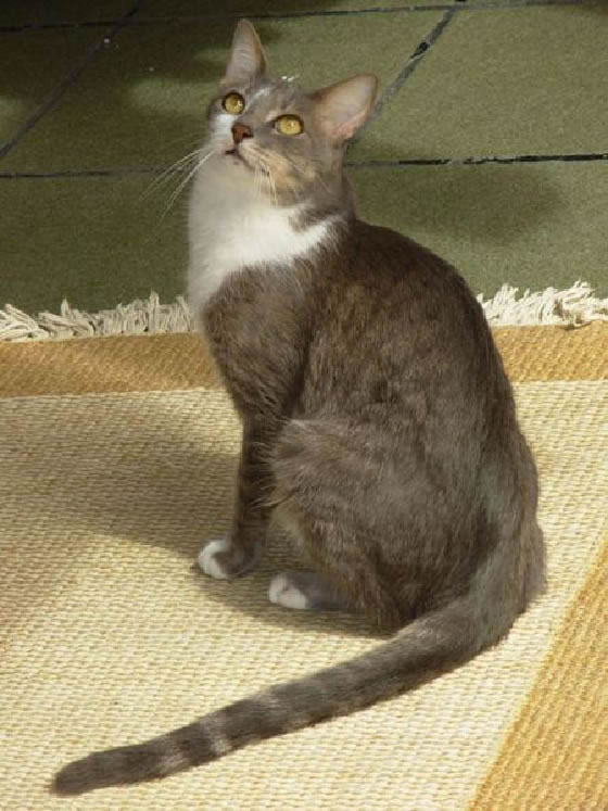 Brazilian Shorthair Pictures
