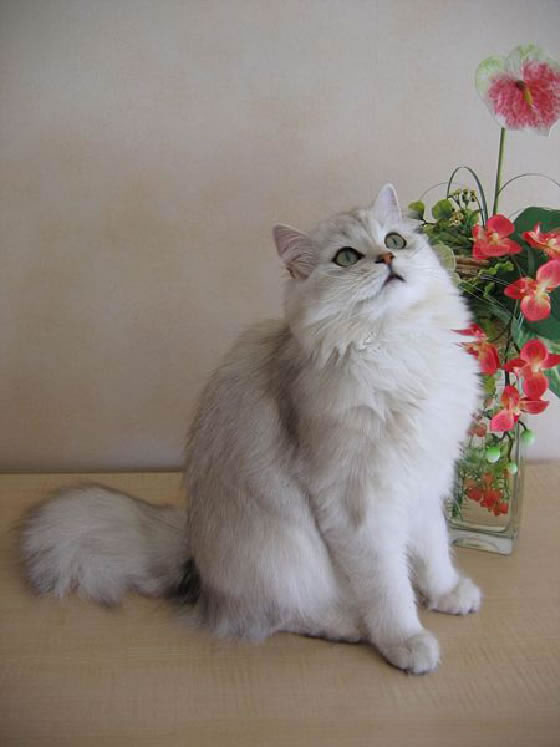 British Longhair Pictures