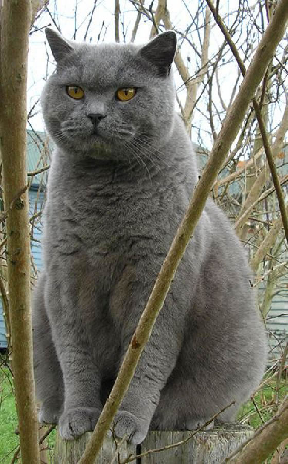British Shorthair Pictures