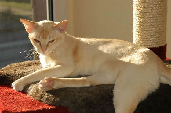 Burmese Pictures - #1