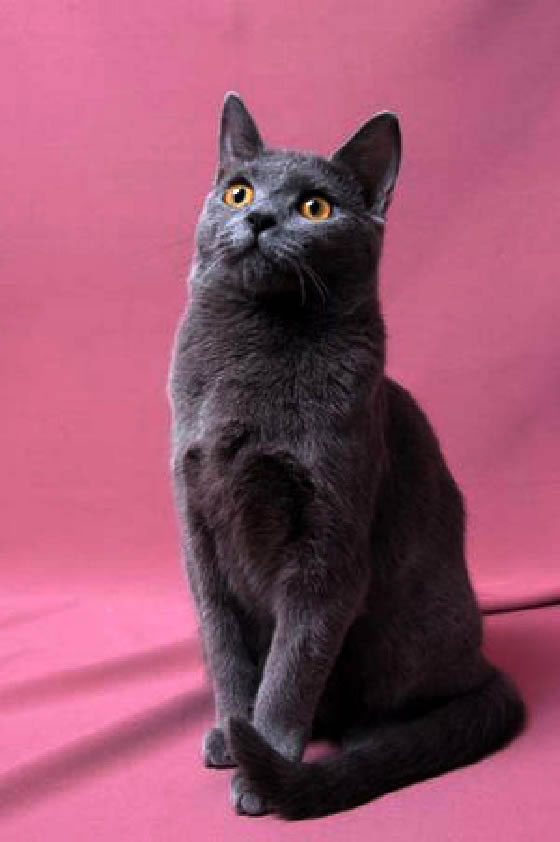 Chartreux Pictures