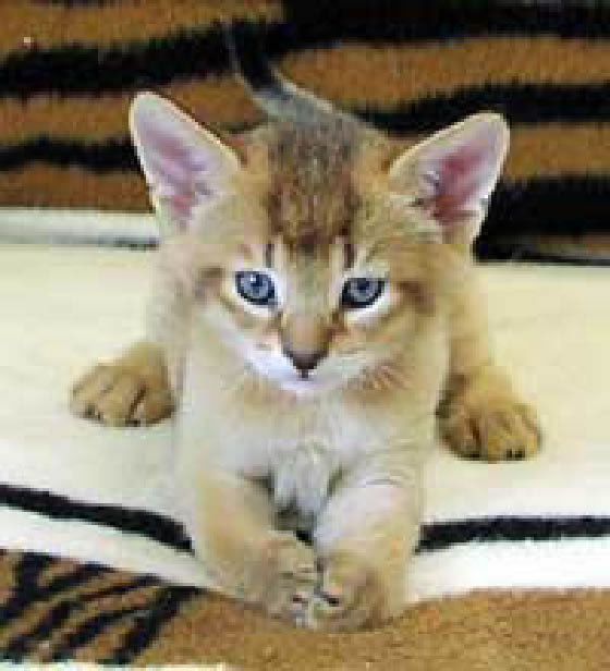 Chausie Kitten Pictures