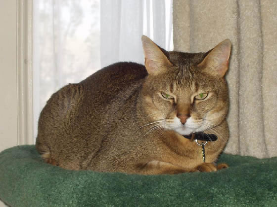 Chausie Pictures