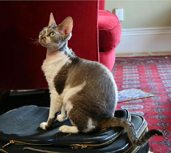 Devon Rex Pictures