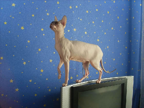 Don Sphynx Pictures