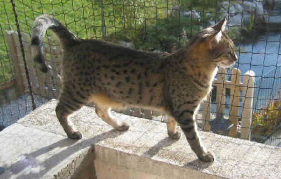 Egyptian Mau Pictures