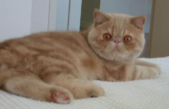 Exotic Shorthair Pictures
