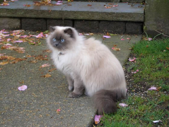 Himalayan Pictures