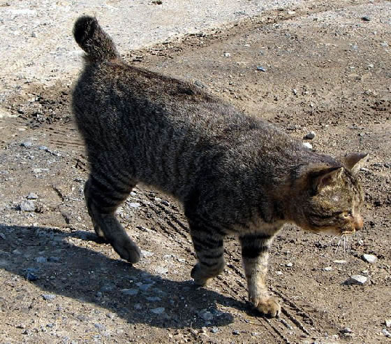 Japanese Bobtail Pictures