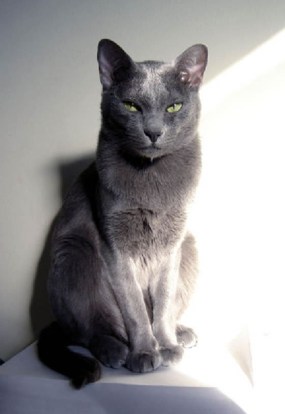 Korat Pictures