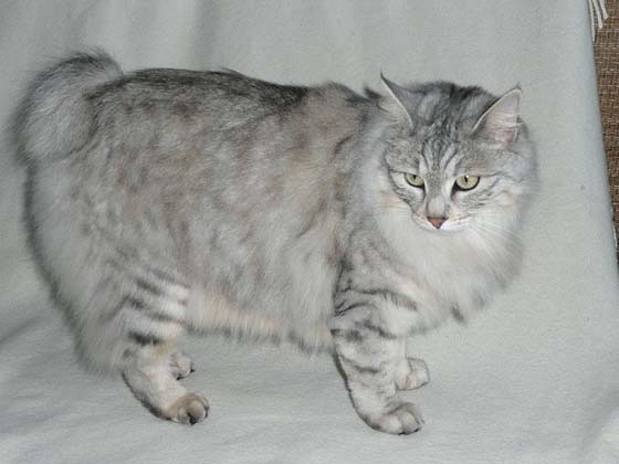 Kurilian Bobtail Pictures