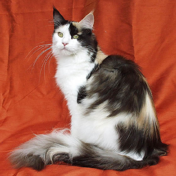 Maine Coon Pictures