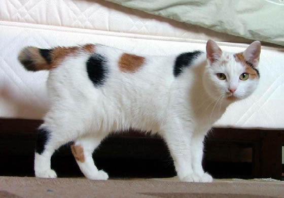 Manx Pictures