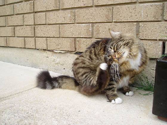 Munchkin Pictures