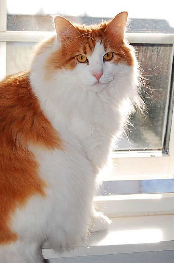 Norwegian Forest Cat Pictures - #1