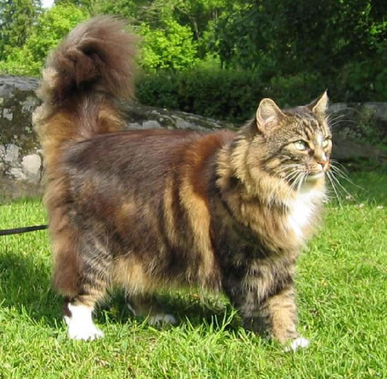 Norwegian Forest Cat Pictures