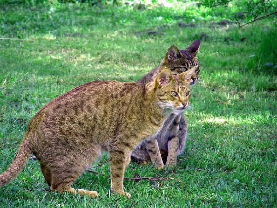 Ocicat Pictures - #1