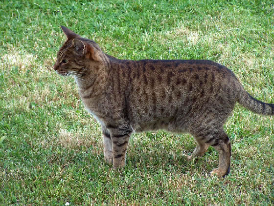 Ocicat Pictures