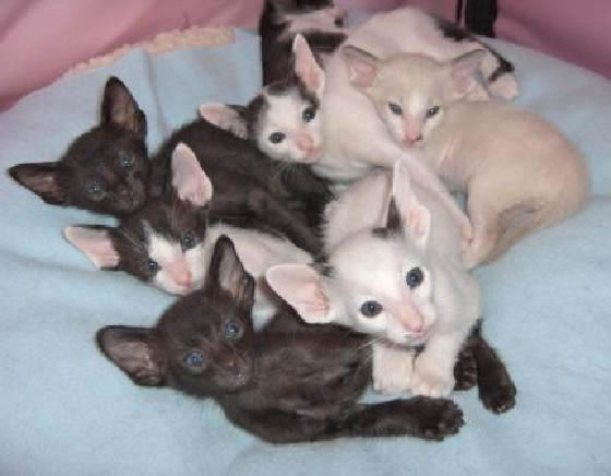 Oriental Shorthair Kittens Pictures