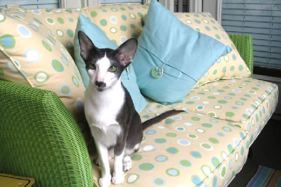 Oriental Shorthair Pictures