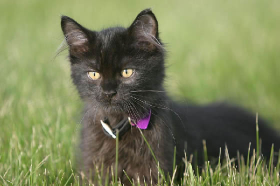 Persian Kitten Pictures