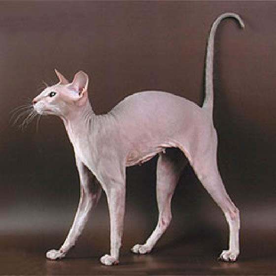Peterbald Pictures