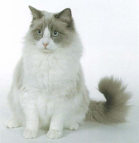 Ragamuffin Pictures