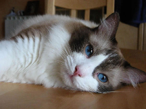 Ragdoll Pictures - #1