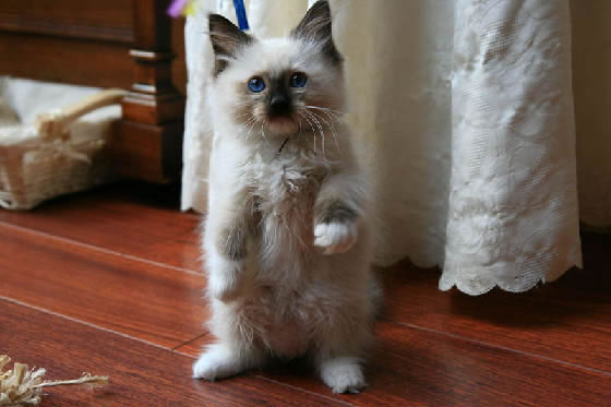Ragdoll Kitten Pictures