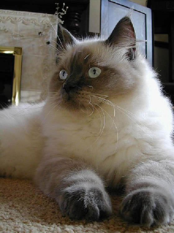 Ragdoll Pictures