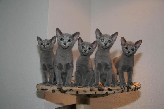 Russian Blue Kittens Pictures
