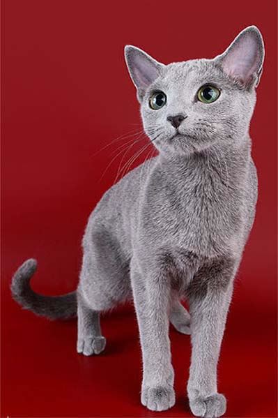 Russian Blue Pictures