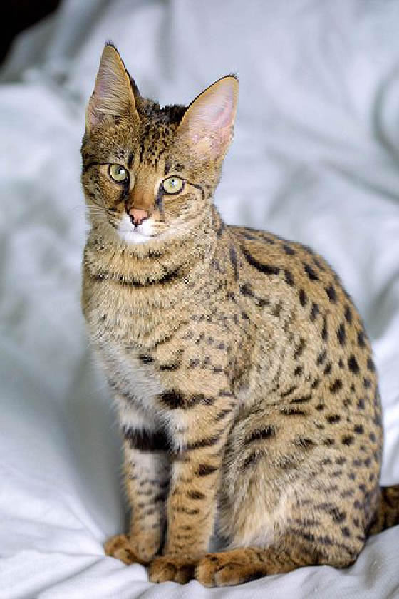 Savannah Cat Pictures