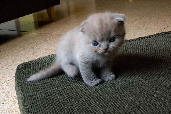 Scottish Fold Kitten Pictures