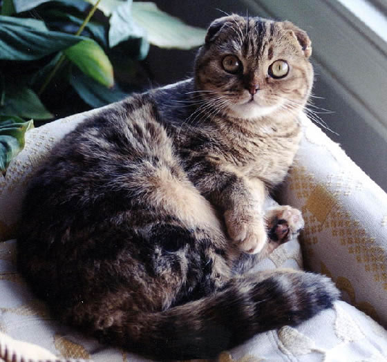 Scottish Fold Pictures