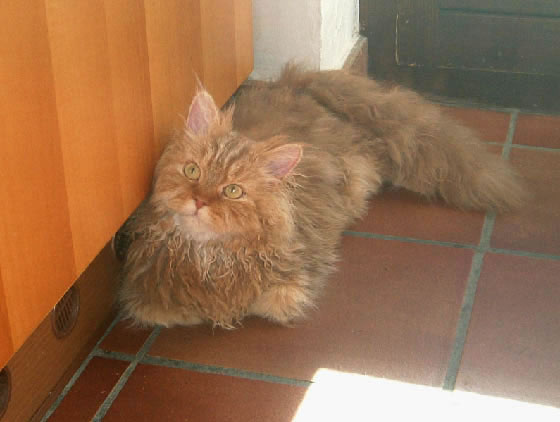 Selkirk Rex Pictures