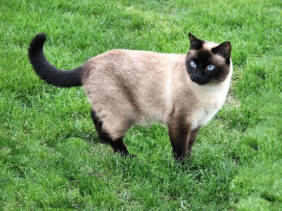 Siamese Pictures - #1