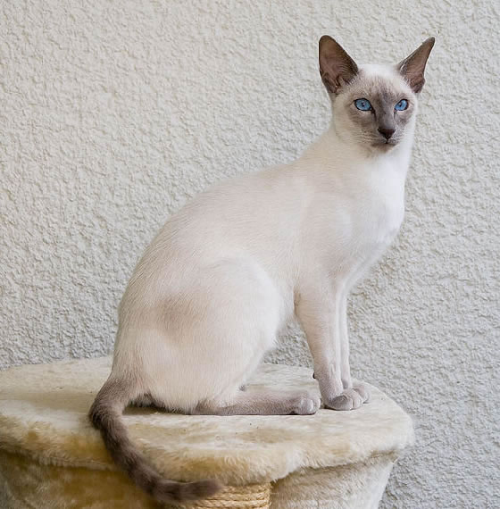 Siamese Pictures