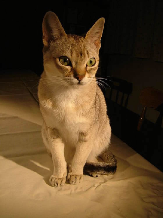 Singapura Pictures