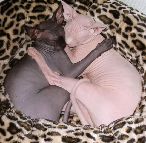 Sphynx Pictures - #1