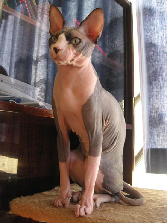 Sphynx Pictures