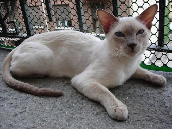 Thai Cat Pictures